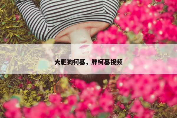 大肥狗柯基，胖柯基视频