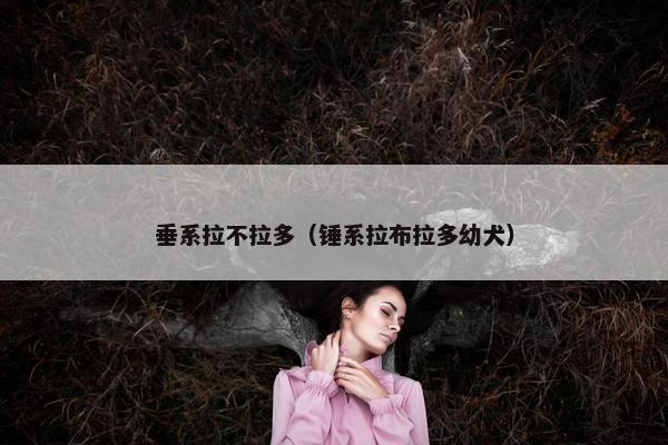 垂系拉不拉多（锤系拉布拉多幼犬）