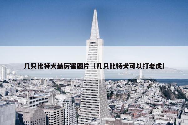 几只比特犬最厉害图片（几只比特犬可以打老虎）
