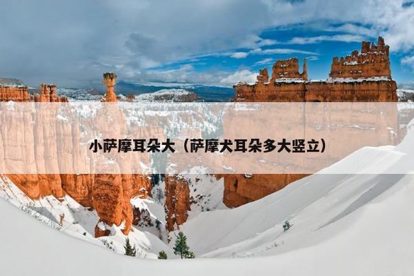 小萨摩耳朵大（萨摩犬耳朵多大竖立）