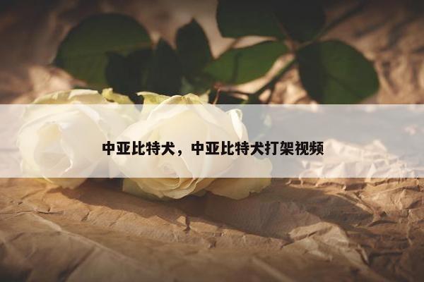 中亚比特犬，中亚比特犬打架视频