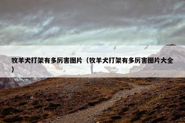牧羊犬打架有多厉害图片（牧羊犬打架有多厉害图片大全）