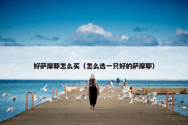 好萨摩耶怎么买（怎么选一只好的萨摩耶）