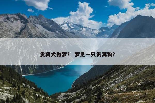 贵宾犬做梦？ 梦见一只贵宾狗？
