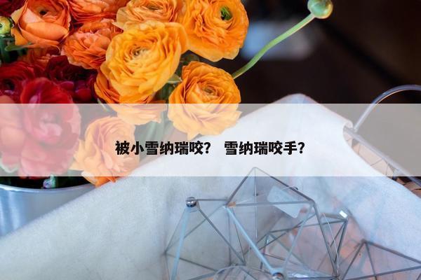 被小雪纳瑞咬? 雪纳瑞咬手?