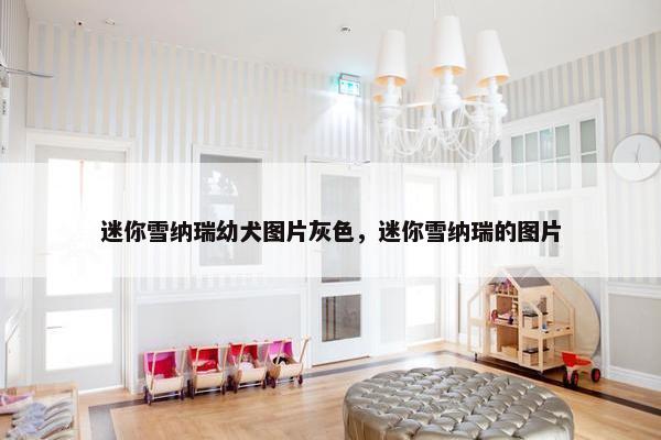 迷你雪纳瑞幼犬图片灰色,迷你雪纳瑞的图片