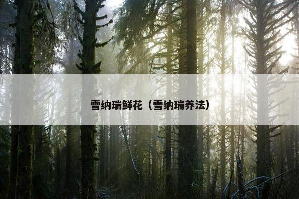 雪纳瑞鲜花(雪纳瑞养法)