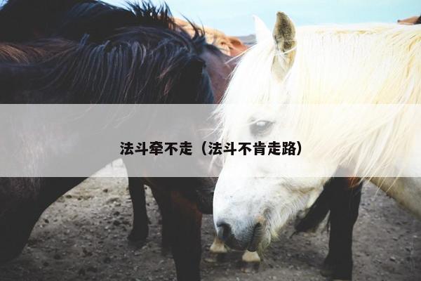 法斗牵不走(法斗不肯走路)