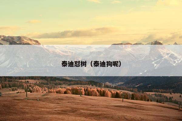 泰迪怼树（泰迪狗呢）