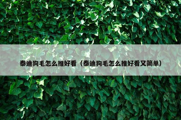 泰迪狗毛怎么推好看（泰迪狗毛怎么推好看又简单）