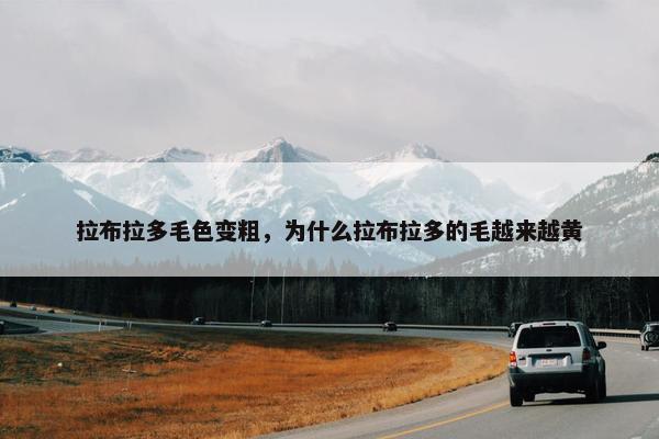 拉布拉多毛色变粗，为什么拉布拉多的毛越来越黄