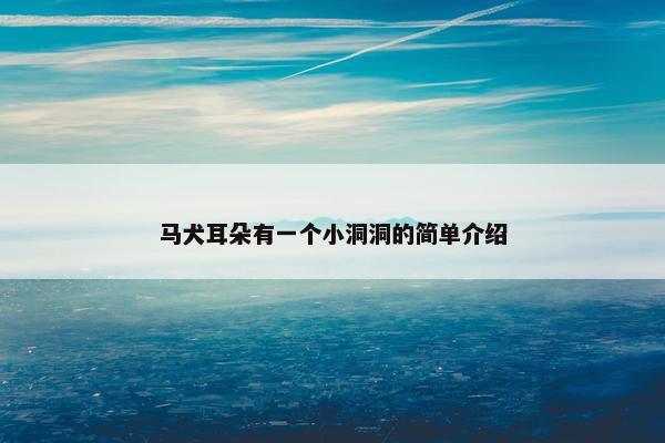 马犬耳朵有一个小洞洞的简单介绍