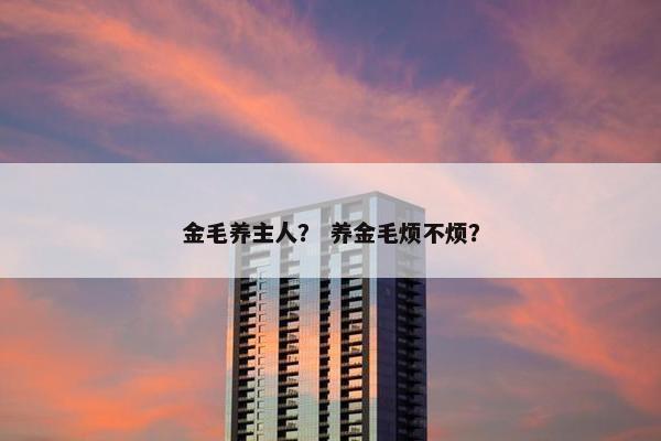 金毛养主人？ 养金毛烦不烦？