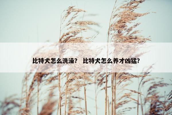 比特犬怎么洗澡？ 比特犬怎么养才凶猛？