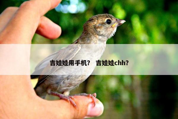 吉娃娃用手机？ 吉娃娃chh？