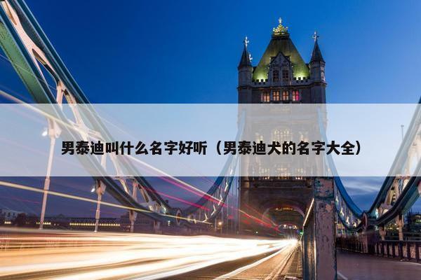 男泰迪叫什么名字好听（男泰迪犬的名字大全）
