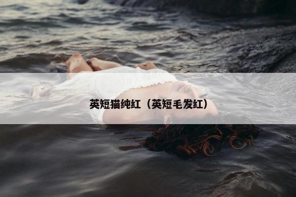 英短猫纯红（英短毛发红）