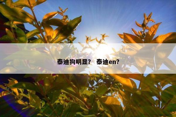 泰迪狗明显？ 泰迪en？