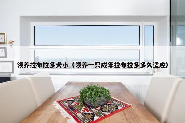 领养拉布拉多犬小（领养一只成年拉布拉多多久适应）