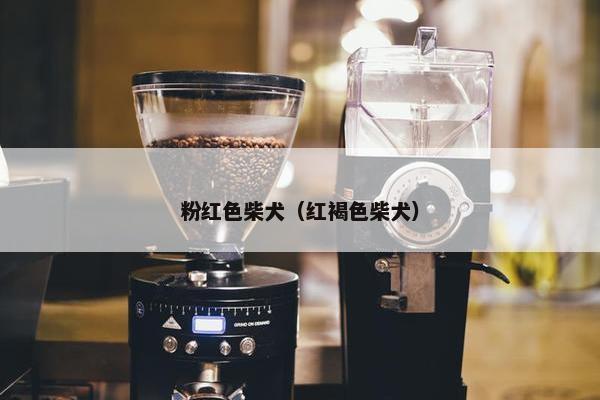 粉红色柴犬（红褐色柴犬）