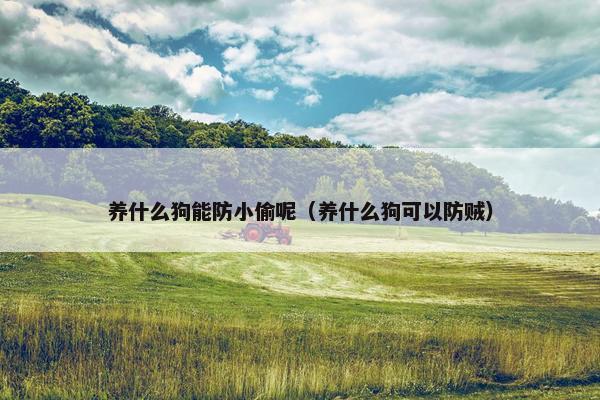养什么狗能防小偷呢(养什么狗可以防贼)