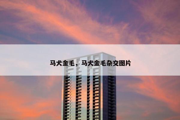 马犬金毛，马犬金毛杂交图片