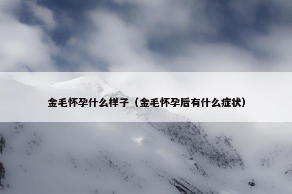 金毛怀孕什么样子(金毛怀孕后有什么症状)