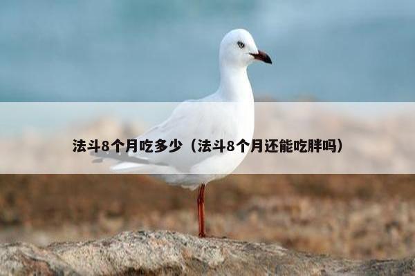 法斗8个月吃多少（法斗8个月还能吃胖吗）