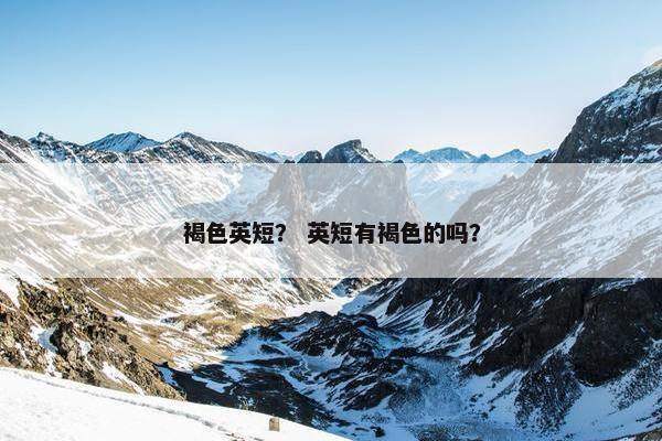 褐色英短？ 英短有褐色的吗？