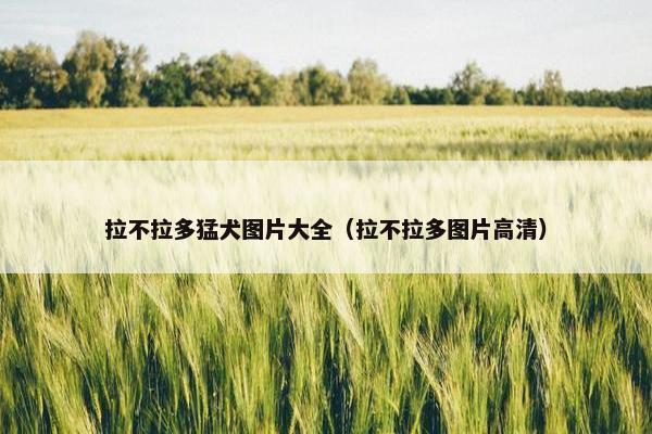 拉不拉多猛犬图片大全（拉不拉多图片高清）