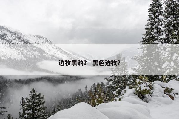 边牧黑豹？ 黑色边牧？