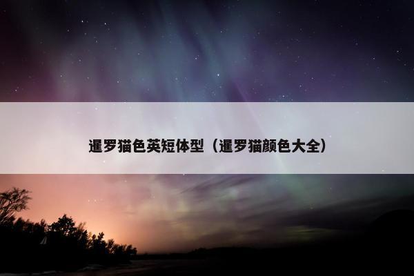 暹罗猫色英短体型（暹罗猫颜色大全）