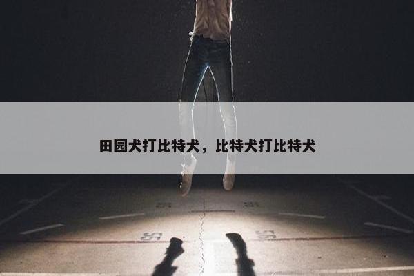 田园犬打比特犬，比特犬打比特犬