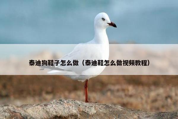 泰迪狗鞋子怎么做（泰迪鞋怎么做视频教程）