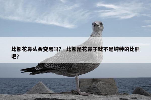 比熊花鼻头会变黑吗？ 比熊是花鼻子就不是纯种的比熊吧？