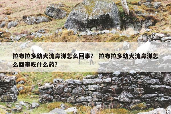 拉布拉多幼犬流鼻涕怎么回事？ 拉布拉多幼犬流鼻涕怎么回事吃什么药？