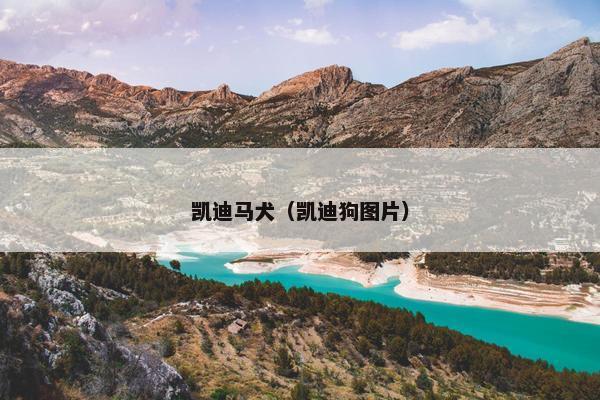 凯迪马犬（凯迪狗图片）