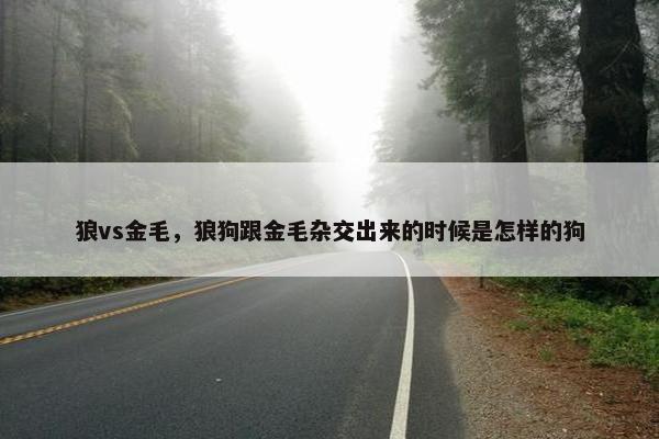 狼vs金毛，狼狗跟金毛杂交出来的时候是怎样的狗