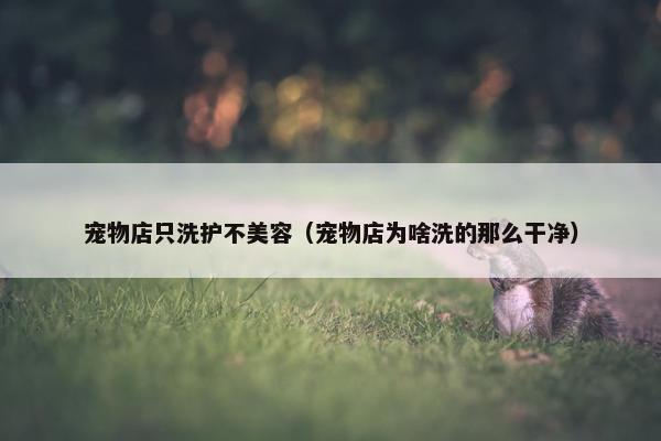 宠物店只洗护不美容（宠物店为啥洗的那么干净）