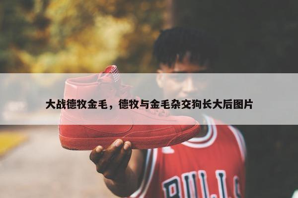 大战德牧金毛，德牧与金毛杂交狗长大后图片