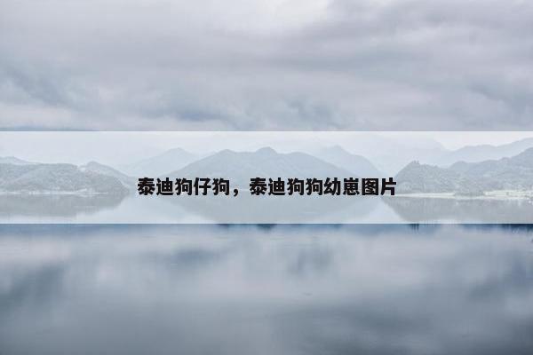 泰迪狗仔狗，泰迪狗狗幼崽图片