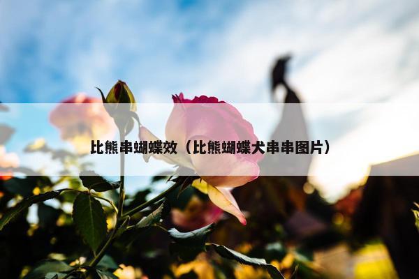 比熊串蝴蝶效（比熊蝴蝶犬串串图片）