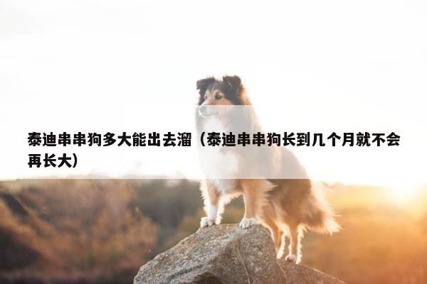 泰迪串串狗多大能出去溜（泰迪串串狗长到几个月就不会再长大）