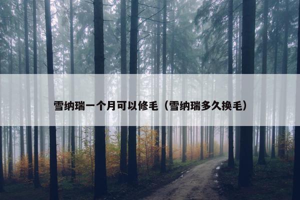 雪纳瑞一个月可以修毛（雪纳瑞多久换毛）