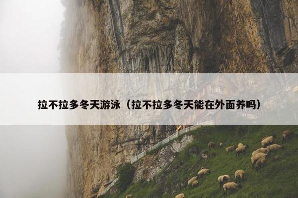 拉不拉多冬天游泳(拉不拉多冬天能在外面养吗)