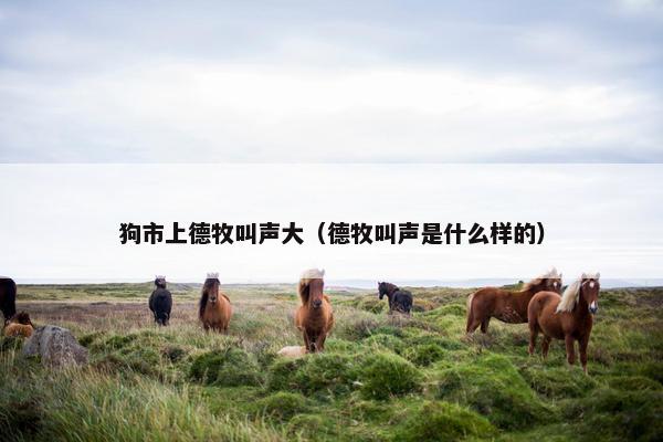 狗市上德牧叫声大（德牧叫声是什么样的）