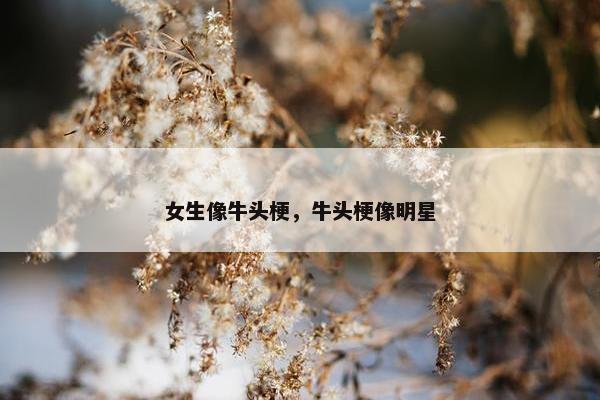 女生像牛头梗，牛头梗像明星