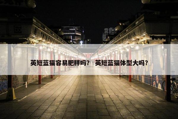 英短蓝猫容易肥胖吗？ 英短蓝猫体型大吗？