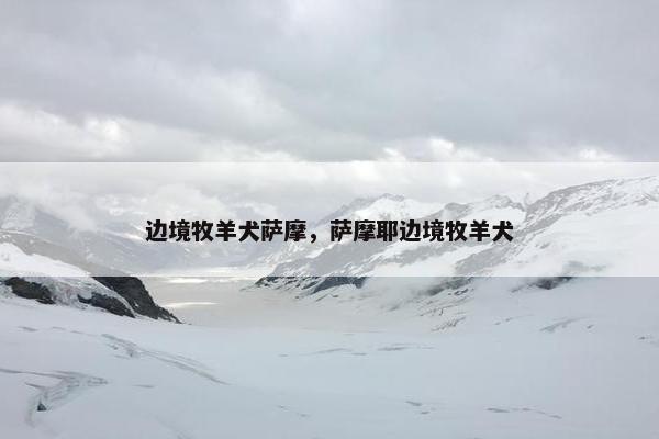 边境牧羊犬萨摩，萨摩耶边境牧羊犬