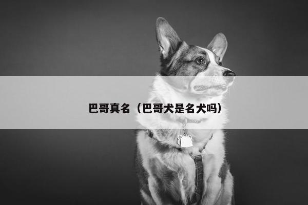 巴哥真名（巴哥犬是名犬吗）